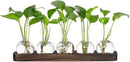 YIBOT Plant Propagation Stations,Glass Propagation Vases for Plants Terrarium with Wooden Tray Plant Lover Gifts for Propagating Hydroponic Plants Home Office Decor(5 Vase) by CozyNest Decor