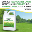 Organic Liquid Lawn & Turf Food - Quickly Rejuvenates Lawn Health and Restores Rich Green Colors to Depleted Grass | Infused with Soil Enriching Microbes (32oz - 2 Pack, Treats Up to 10,000 Sq. Feet) by GreenHaven Gardens