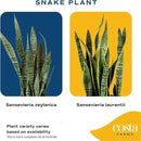 Costa Farms Snake, Sansevieria White-Natural Decor Planter Live Indoor Plant, 12-Inch Tall, Grower's Choice, Green, Yellow by GreenHaven Gardens