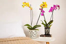 rePotme Orchid Fertilizer - Feed ME! MSU Orchid Food - RO/Rain/Tap Water - 16 oz Jar by GreenHaven Gardens