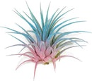 Ionantha Guatemala Tillandsia Air Plant, Guatemala Tillandsia Live Airplant, Healthy Arrival Guaranteed, Great Indoor Plant, Home Decor & Gift (Rainbow