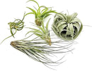 Air Plants - Hod Gift Box - 5ct - Live Arrival Guaranteed - House Plants for Home Decor & Gift by GreenHaven Gardens