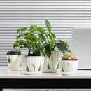 Ceramic Plant Pots with Drainage Holes and Saucers, Round White Flower Pots for Indoor Plant, Diameter 3.3/4.3/5.5 Inches Small Flower Planters Set of 3 by CozyNest Decor