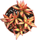 Live Succulents Sedum Adolphi 'Firestorm' (4-inch), Succulent Plants Fully Rooted in Pots with Soil, Easy-Care House Plant for DIY, Home Office Decor, Wedding Party Favor by GreenHaven Gardens