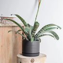 8 Inch Pots for Plants, Ceramic Planter Pot with Drainage Hole & Saucer, Indoor/Outdoor Cylinder Round Planter Pot, Matte Black by CozyNest Decor