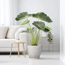 10 Inch Plant Pot Ceramic Planter Pot with Drainage Hole and Saucer Round Planter Large Flower Pot for Indoor Outdoor Plants Home Garden Decor White by CozyNest Decor