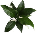 Costa Farms Spathiphyllum Peace Lily Live Indoor Plant in in Premium Scheurich Ceramic Planter, 15-Inch by GreenHaven Gardens