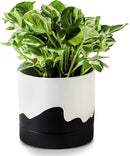 Nihow Ceramic Plant Pot: 6 Inch Planter with Drainage Hole & Saucer for Indoor & Outdoor Plants - Cylinder Round Flower Pot for Succulent/Herbs/Violets - White & Wave Black by CozyNest Decor