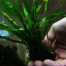 Java Fern Planted on Driftwood Microsorum Pteropus Freshwater Easy Low Light Live Aquarium Plant Decorations 3 Days Guarantee by Mainam by GreenHaven Gardens