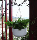 Dexceder 11.2 Inch Self Watering Hanging Planters Indoor Outdoor, Thickened Hanging Basket Flower Plant Pot (2 Pack, White) by CozyNest Decor