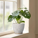 Ceramic Planter 8 Inch Plant Pot with Drainage Hole and Saucer Ceramic Pots for Indoor Plants Outdoor Large Flower Pot for Home Decor White by GreenHaven Gardens