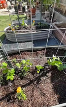 2 Pack 8x4x1FT Galvanized Raised Garden Bed Kit Oval Metal Ground Planter Box Outdoor Bottomless Planter Raised Beds for Vegetables Flowers Herbs Fruits, Gray by CozyNest Decor