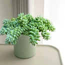 Live Succulents Donkey Tails (4-inch), Succulent Plants Fully Rooted in Pots with Soil, Easy-Care House Plant for DIY, Home Office Decor, Wedding Party Favor by GreenHaven Gardens