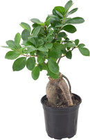 Arcadia Garden Products LV61 Ginseng Ficus Live Indoor Bonsai Plant in 4 in. Plastic Grower Pot, Green, **Sold by Amazon and Arcadia Garden Products** by GreenHaven Gardens