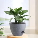12 inch Large Self Watering Pots, Plant Pots with Mesh Drainage Holes for Indoor Outdoor Plants, Plastic Planters with Deep Reservoir for Garden House Flower Plants, Speckled Grey by GreenHaven Gardens