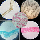 Prepared Plastic Microscope Slides with Specimens for Kids, Microscope Sample Slides Full Range of Animal/Plant/Insect/Blood Biology Slides Gift Set for Kids Microscope (60PCS) by TinyTreasures Baby Boutique