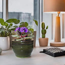 African Violet Pots Self Watering Round Ceramic Violet Pot (Olive drab, 6 inch) by GreenHaven Gardens