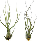 Live Air Plants - Tillandsia Butzii, Jumbo 7-9" - 2ct - Live Arrival Guaranteed - House Plants for Home Decor & Gift