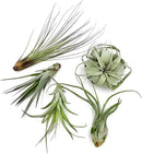 Air Plants - Odin Gift Box - 5ct - Live Arrival Guaranteed - House Plants for Home Decor & Gift