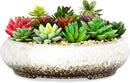 Succulent Pots - 11.5 Inch Ceramic Bonsai Pots with Drainage, Large Shallow Succulent Planters for Indoor Outdoor Plants, Round Glazed Cactus Flower Plant Container Bowl Home Desk Decor(White) by GreenHaven Gardens