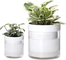 Phoenix Vine 6 Inch 4 Inch Self Watering Planter, White Terracotta Clay Pots with Glass Reservoir for Indoor Plants, Herbs, Flowers, 52-B-G-46 by GreenHaven Gardens