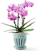 5" Ceramic Orchid Pot with Holes | Crackle Glazed Pot with Drainage and Separate Saucer | Ideal Plant Pot for Repotting Orchids and Other Flowers (Blue) by GreenHaven Gardens