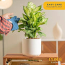 Costa Farms Dieffenbachia, Live Indoor Plant in Décor Plant Pot, Potted Houseplant in Potting Soil Mix, Real Plants Gift for Mom, Dad, 12-14 Inches Tall by GreenHaven Gardens