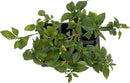 6 Dallas Red Lantana | Live Plants in 2.5-inch Nursery Cubes | Lantana Camara 'Dallas Red' Variety | Hardy Evergreen Perennial Shrub | Fiery Vibrant Blooms for Home & Garden by GreenHaven Gardens