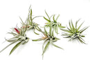 Air Plants - Flowering Tillandsia Harrisii, Large 3-5" - 5ct - Live Arrival Guaranteed - House Plants for Home Decor & Gift by GreenHaven Gardens