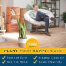 Costa Farms Live Snake Plant, Sansevieria, Easy Care House Plant in Modern Decor Pot, Houseplant in Potting Soil Mix, Succulent Plant Gift for Housewarming, Office and Home Decor, 2-3 Feet Tall by GreenHaven Gardens