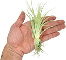 Live Air Plant - Tillandsia Gardneri 5-7” - ragnaroc Rare Collectors Indoor Tropical Plant - Live Arrival Guaranteed - House Plants for Home Decor & Gift by GreenHaven Gardens