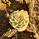 FWPP Live Succulents Plants,Echeveria Onslow Variegated 3.2 inches Mini Indoor Plants,Bare Root Without Pot Soil Live Plant,Succulents Plants Live for Gift Party Wedding Garden Baby Shower DIY Decor by GreenHaven Gardens