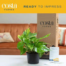 Costa Farms Golden Pothos Live Plant, Easy Care Indoor House Plant in Grower's Pot, Potting Soil, Great for Outdoor Hanging Planter or Basket, Housewarming Gift, Desk Decor, Room Decor, 10-Inches Tall by GreenHaven Gardens