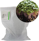 Radish Sprouting Seed - Red Arrow Variety - 5 Lb Bulk Seed - Heirloom Radish Sprouts - Non-GMO Sprouting and Micro Radishes by GreenHaven Gardens
