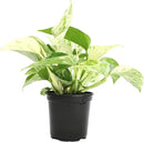Marble Queen Pothos Plant in 4 Inch Planter Pot for Plants, Low Light Plants Live Houseplants, Pothos Live Plant Decor, Live Plants Indoor Plants Live Houseplants Live Indoor Plants by Plants for Pets by GreenHaven Gardens