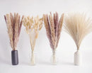 Natural Dried Pampas Grass Decor, Brown Pampas Grass， Bunny Tails Dried Flowers, Reed Grass Bouquet for Wedding Boho Flowers Home Table Decor, Fall Decor，Rustic Farmhouse Party (100 in Total ) by CozyNest Decor