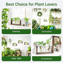 Ivolador Wall Hanging Plant Propagation Station,Bulb Plant Terrarium with Wooden Stand,Unique Gardening Gifts for Women Plant Lovers,Hydroponic Indoor Planter Home Office Decor-3 Bulb Glass Vases by GreenHaven Gardens