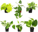 Plentiful Pothos & Philodendron (6-Pack), Pothos Live Plant Decor, Office Plants, Real Plants, Easy Indoor Plant, House Plants Indoors Live Plants Indoor Plants Live Houseplants by Plants for Pets by GreenHaven Gardens