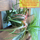ShopLaLa Wall Planter - Hanging Wooden Wall Planter for Indoor Outdoor Plants, Vertical Garden, Plant Wall Mount Planter, Air Plant Succulent Holder for Flower Pot Display Hanger Frame 47.2" (120cm) by GreenHaven Gardens
