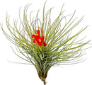 Air Plants - Tillandsia Andreana, Large 4-6" - 5ct - Live Arrival Gauranteed - House Plants for Home Decor & Gift by GreenHaven Gardens