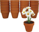 BUZZY Daisy Seeds & Genuine Terracotta 5cm Mini Pot Bulk Pack (20 Count), Includes 20 Each of pots, Soil pellets and Seeds - Great for Favors, Crafts, School Projects - Guaranteed to Grow by GreenHaven Gardens