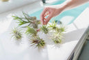 6 Grab Bag Pack Small & Medium Air Plants - Fertilizer Packet - Wholesale - Bulk - Live Tillandsia - Easy Care House Plant - Succulents by GreenHaven Gardens