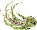 Air Plants - Tillandsia Pruinosa, Large 3-5" - 5ct - Live Arrival Guaranteed - House Plants for Home Decor & Gift by GreenHaven Gardens