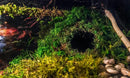 Galápagos (05346) Mossy Cave Hide, 4", Green by GreenHaven Gardens