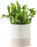 Nihow Self Watering Plant Pot: 4.5 Inch Ceramic Planter with Drainage Hole & Water Storage Plus for Indoor & Outdoor Plants - Cylinder Flower Pot for Herbs/Violets - White & Brown by GreenHaven Gardens