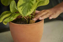 Osmocote PotShots: Premeasured House Plant Food, Feed for up to 6 Months, 25 Nuggets by GreenHaven Gardens