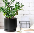 Plant Saucer Pot Tray Planter Saucers 4 5 6 7 8 9 10 11 12 Inch Black 4 Pack for Indoors Outdoor, Durable Sturdy Ceramic Flower Drainage Tray for Glazed Pots Base (4.7 Inch-Black) by GreenHaven Gardens
