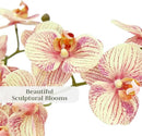 Faux Orange Orchid Plant, Premium Artificial Indoor Flower Display Stands 23”, Beautiful Sculptural Blooms That Lasts Forever, White Planter Pot Included by CozyNest Decor