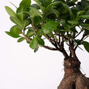 American Plant Exchange Ficus Ginseng Microcarpa – 4-Inch with Pot – Live Easy Care Bonsai Tree, Air Purifying Indoor Plant for Home, Office, or Zen Décor by GreenHaven Gardens