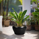 Ceramic Pot for Plants Large - 13 Inch Plant Pot Indoor with Drainage Hole and Saucer Round Planter Decorative Planter Outdoor Flower Pot for House Decor Balcony Black by GreenHaven Gardens